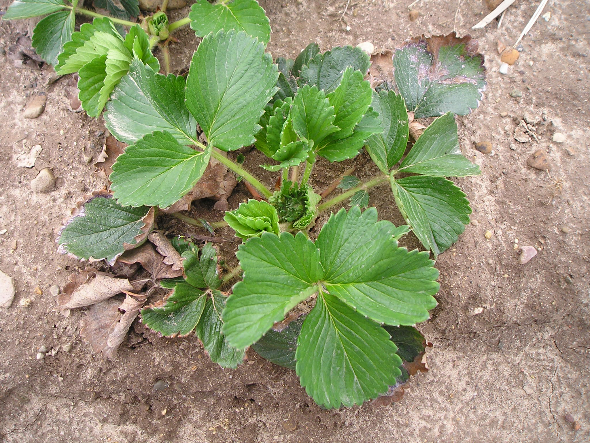 Strawberry flower trusses